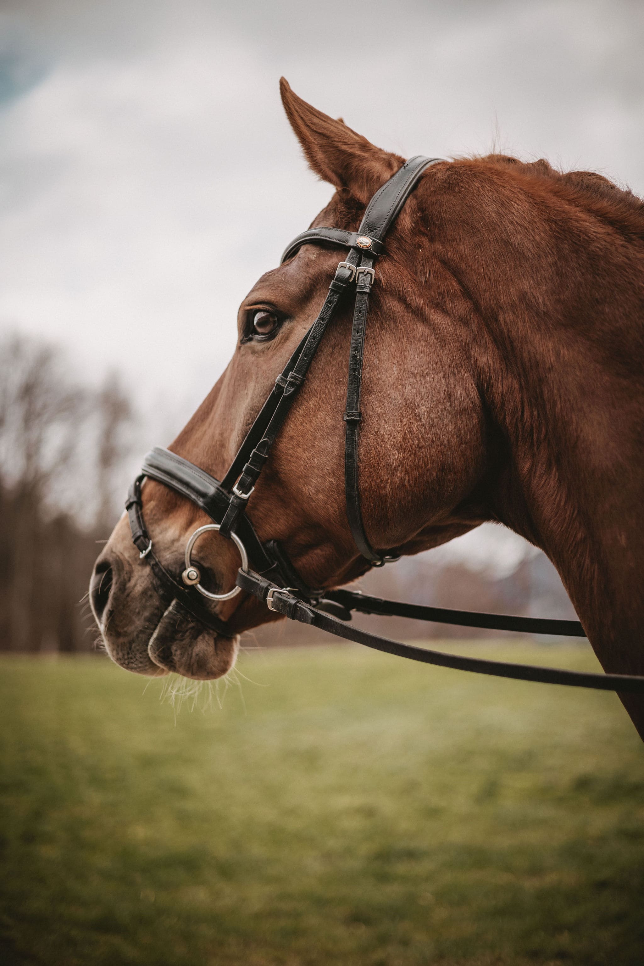 Pferd